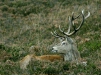 Red Deer